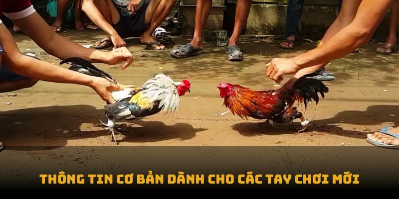 Thông tin cơ bản dành cho các tay chơi mới