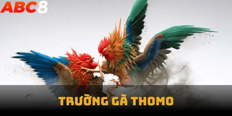 Trường Gà Thomo – Sân Chơi Đẳng Cấp Cho Đam Mê Đá Gà